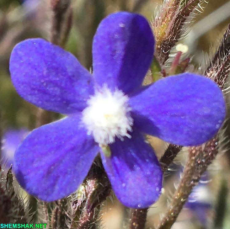 گل گاوزبان - گونه های گیاهی شمشک